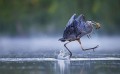 photographie réaliste 14 oiseau de chasse